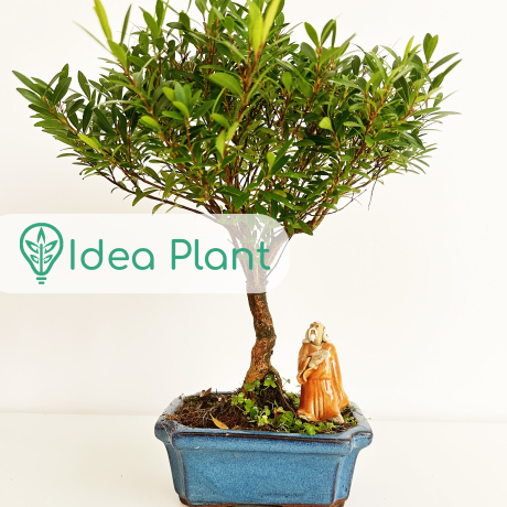 Bonsai Syzigium (6 lat) doniczka 12 cm / wysokość rośliny 20 cm - Zdjęcie №1