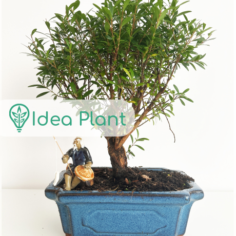 Bonsai Syzigium (8 lat) doniczka 15 cm / wysokość rośliny 18 cm - Zdjęcie №1