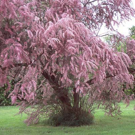 Tamaryszek drobnokwiatowy Parviflora - Zdjęcie №2