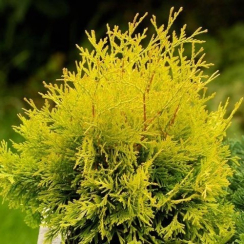 Tuja zachodnia Yellow Ribbon