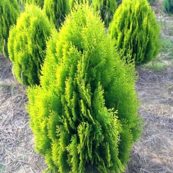 Tuja wschodnia Aurea Nana