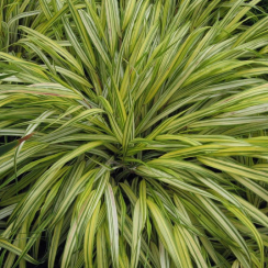 Trawa bambusowa Aureola (hakonechoa)
