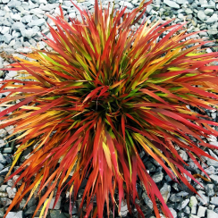 Trawa bambusowa Beni Kaze (hakonechoa)