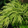 Trawa bambusowa Stripe it Rich (hakonechoa) : zmniejszona - Zdjęcie №1