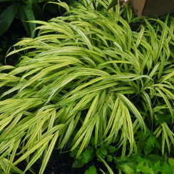 Trawa bambusowa Stripe it Rich (hakonechoa)