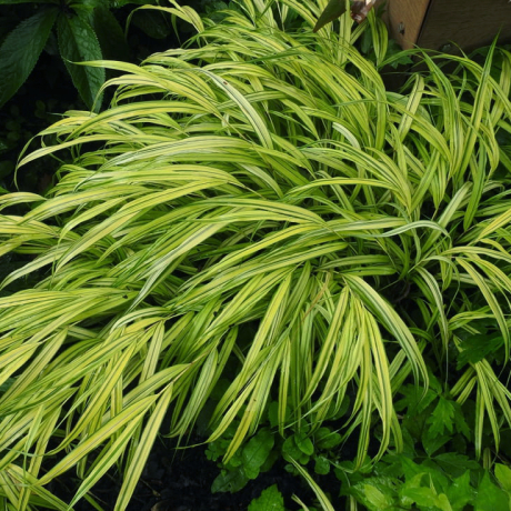 Trawa bambusowa Stripe it Rich (hakonechoa) - Zdjęcie №1