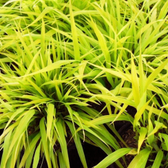 Trawa bambusowa All Gold (hakonechoa)