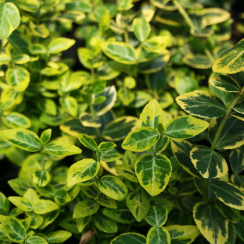 Trzmielina fortune'a Canadale Gold (euonymus fortunei)
