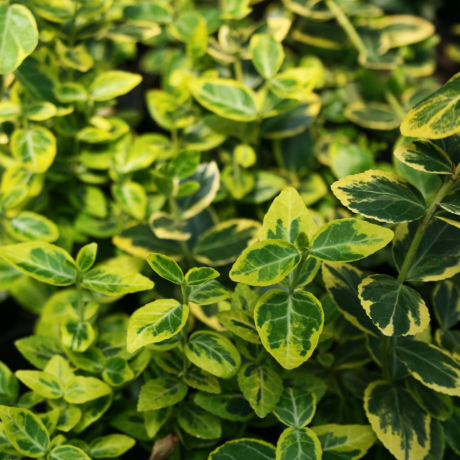 Trzmielina fortune'a Canadale Gold (euonymus fortunei) - Zdjęcie №1
