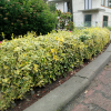 Trzmielina fortune'a Canadale Gold (euonymus fortunei) : zmniejszona - Zdjęcie №2