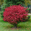 Trzmielina pospolita Red Caskade (euonymus europaeus) : zmniejszona - Zdjęcie №1