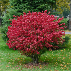 Trzmielina pospolita Red Caskade (euonymus europaeus)