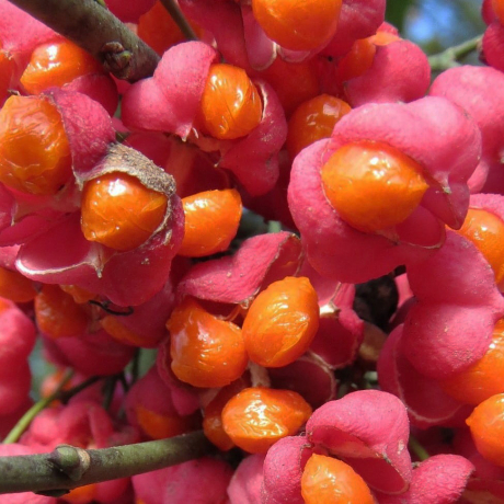 Trzmielina pospolita Red Caskade (euonymus europaeus) - Zdjęcie №3