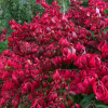 Trzmielina pospolita Red Caskade (euonymus europaeus) : zmniejszona - Zdjęcie №2
