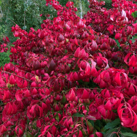 Trzmielina pospolita Red Caskade (euonymus europaeus) - Zdjęcie №2