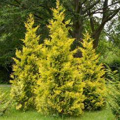Tuja Golden Brabant (żywotnik zachodni)