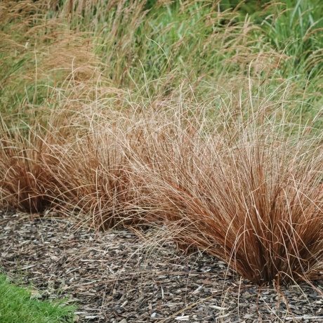 Turzyca włosista Bronze Perfection (carex comans) - Zdjęcie №2