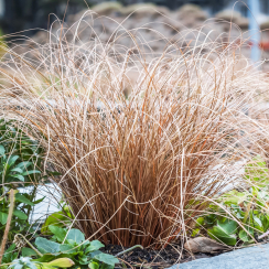 Turzyca włosista Bronze Perfection (carex comans)