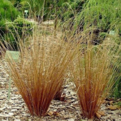 Turzyca buchanana Red Rooster (carex buchananii)