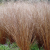 Turzyca buchanana Red Rooster (carex buchananii) : zmniejszona - Zdjęcie №2