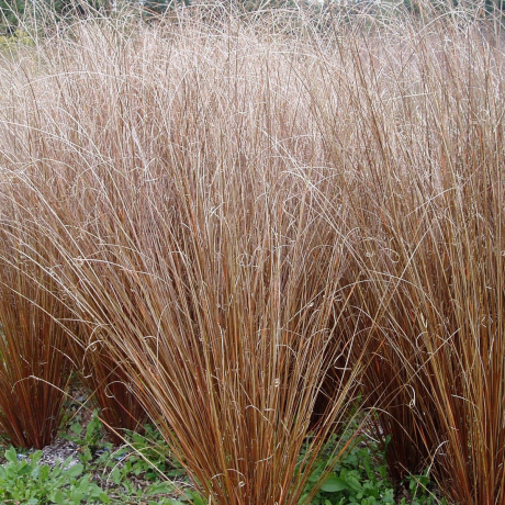 Turzyca buchanana Red Rooster (carex buchananii) - Zdjęcie №2