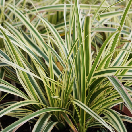 Turzyca japońska Goldband (carex morrowii) - Zdjęcie №1