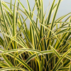 Turzyca japońska Vanilla Ice (carex morrowii) : zmniejszona - Zdjęcie №1