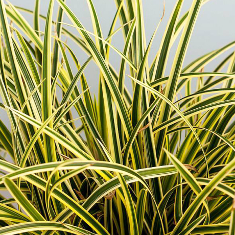 Turzyca japońska Vanilla Ice (carex morrowii) - Zdjęcie №1