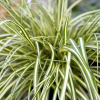 Turzyca oszimska Evergold (carex oshimensis) : zmniejszona - Zdjęcie №1