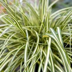 Turzyca oszimska Evergold (carex oshimensis)