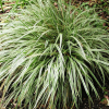 Turzyca japońska Silver Sceptre (carex morrowii) : zmniejszona - Zdjęcie №2