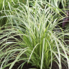 Turzyca japońska Silver Sceptre (carex morrowii) : zmniejszona - Zdjęcie №1