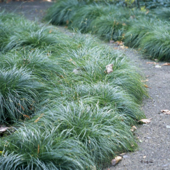 Turzyca włosista The Beatles (carex comans)