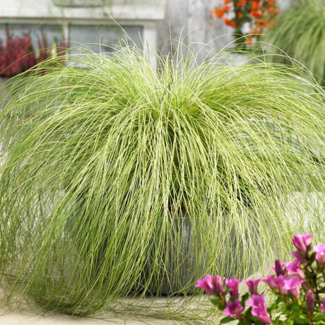 Turzyca włosista Frosted Culs (carex comans) - Zdjęcie №1