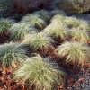 Turzyca włosista Frosted Culs (carex comans) : zmniejszona - Zdjęcie №2
