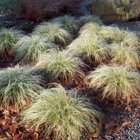 Turzyca włosista Frosted Culs (carex comans) - Zdjęcie №2