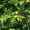 Wawrzyn Kalifornijski (Umbellularia californica) : zmniejszona - Zdjęcie №2