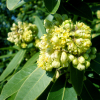 Wawrzyn Kalifornijski (Umbellularia californica) : zmniejszona - Zdjęcie №1