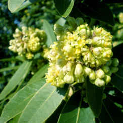 Wawrzyn Kalifornijski (Umbellularia californica)