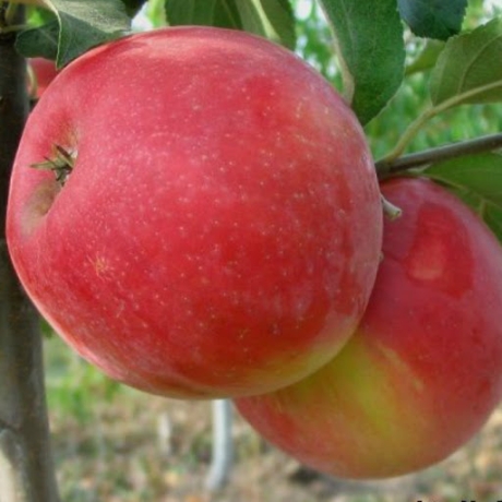 Jabłoń Honeycrisp (późny okres dojrzewania) - Zdjęcie №1