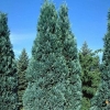Cyprysik lawsona Alumii (Chamaecyparis lawsoniana) : zmniejszona - Zdjęcie №1