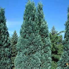Cyprysik lawsona Alumii (Chamaecyparis lawsoniana)