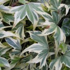 Bluszcz pospolity White Ripple (hedera helix)