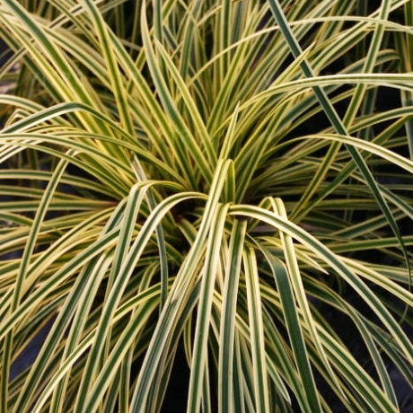 Turzyca japońska Vanilla Ice (carex morrowii) - Zdjęcie №2