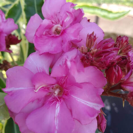 Oleandr 'Pstrokaty' (variegata) - Zdjęcie №3
