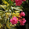 Oleandr 'Pstrokaty' (variegata) : zmniejszona - Zdjęcie №2