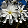 Magnolia stellata Waterlily : zmniejszona - Zdjęcie №1