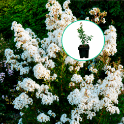 Lagerstroemia indica karłowa With Love® Virgin 'Milabla' (C2 h 20-35 cm)