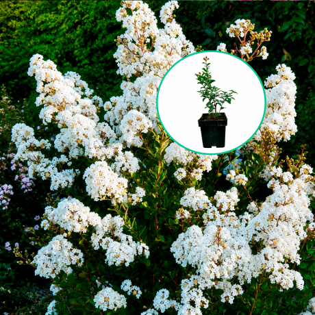 Lagerstroemia indica karłowa With Love® Virgin 'Milabla' (C2 h 20-35 cm) - Zdjęcie №1