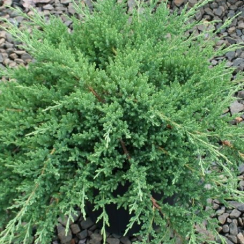 Jałowiec chiński Sargenta (Juniperus chinensis)
